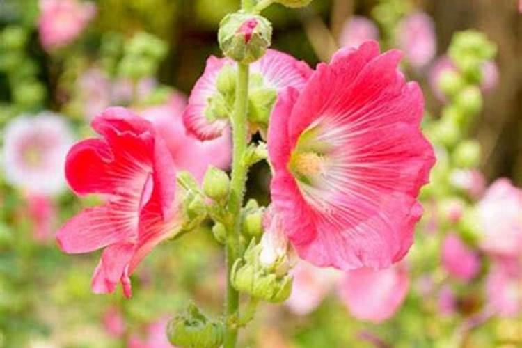蜀葵怎么施肥(蜀葵怎么养 如何养护蜀葵)