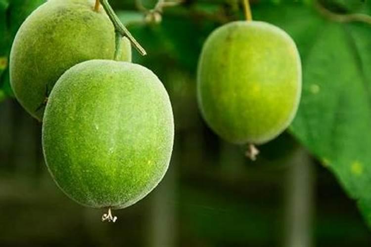 种植罗汉果可以用氯化钾肥料吗