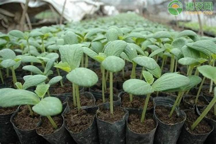 种的黄瓜怎么总是掉花,用什么肥好？