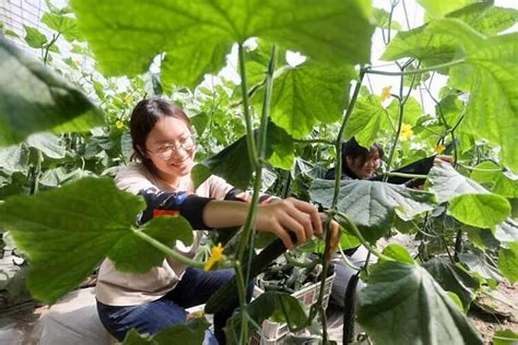 速镁钾叶面肥黄瓜能用吗？