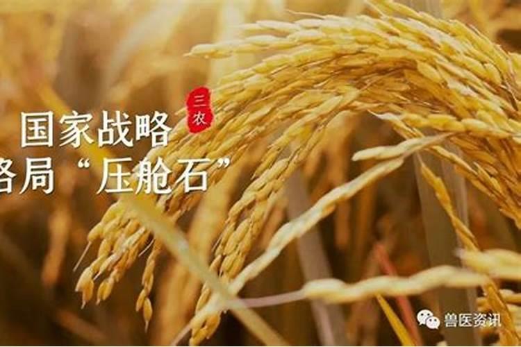 葡萄三农阳光玫瑰严重黄化用什么方法解决？