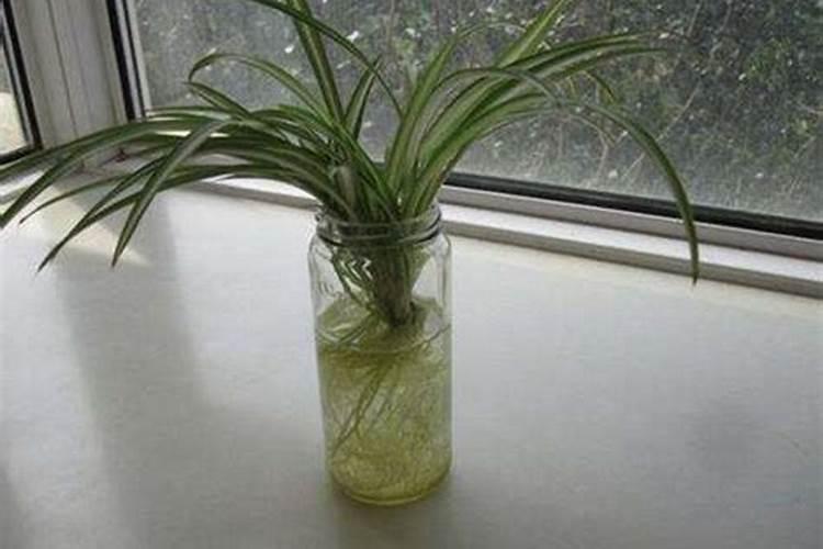 兰草花的种植需要什么肥料 种植兰草花用哪些肥料好
