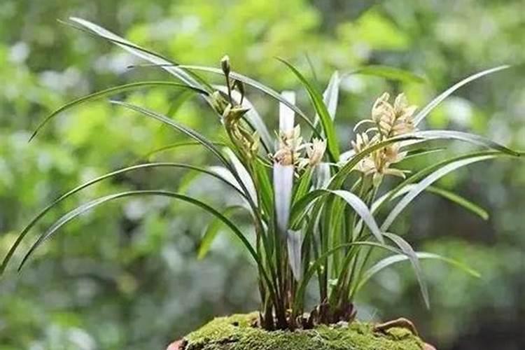 兰草花的种植需要什么肥料种植兰草花用哪些肥料好
