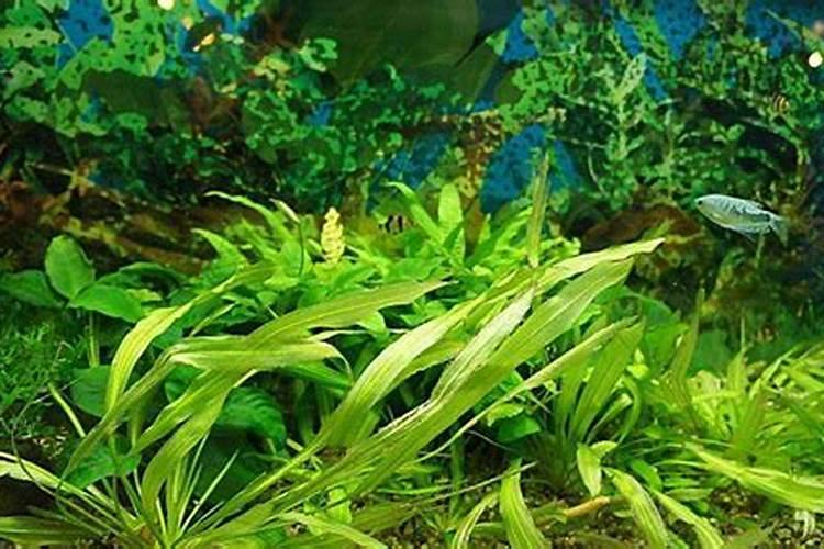 含氨基酸水容肥料对兰草有害吗？