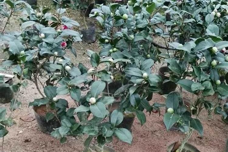 茶花叶片容易老化用什么方法进行改善