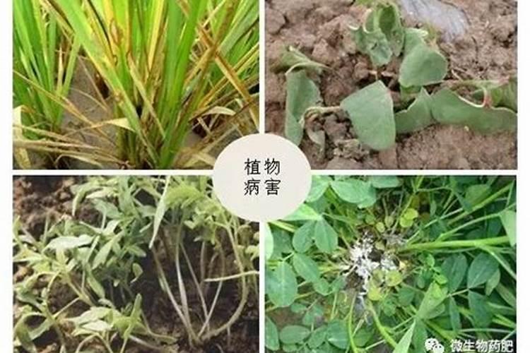 水溶肥是什么肥料