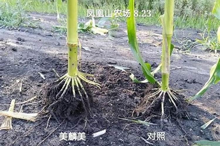 玉米田磷肥可以追肥用吗