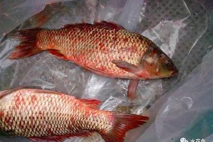 鱼塘养殖中施磷肥能起怎样作用？