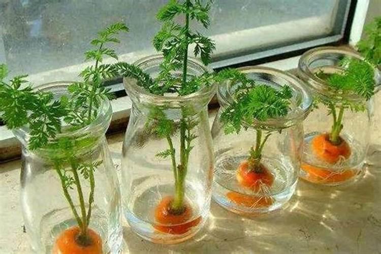 水培种植蔬菜的方法有哪些？