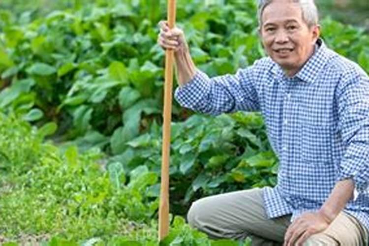磷肥可以直接浇菜吗
