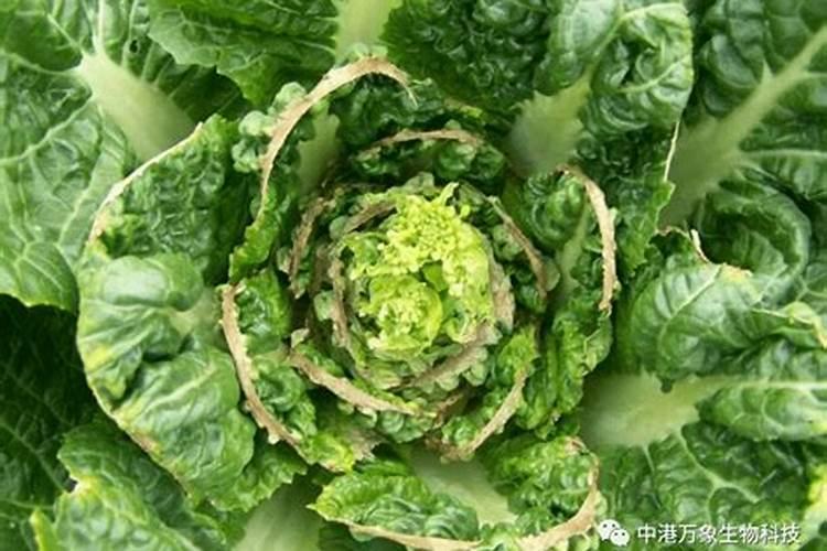 钙肥的作用及施用方法 钙肥对作物的主要作用