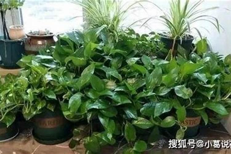 吊兰浇什么水好 叶子更绿更旺盛