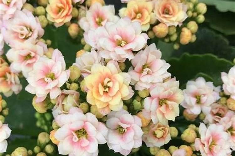 怎样养花能让花的叶子更绿
