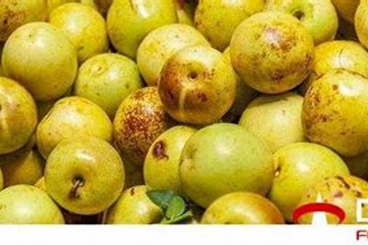冬枣树施什么底肥好