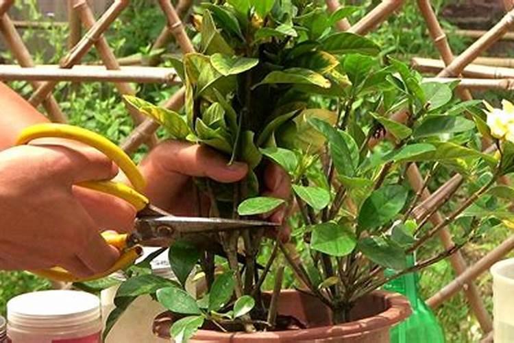 栀子花花期后怎么养护,及时修剪/换盆处理促使二次开花