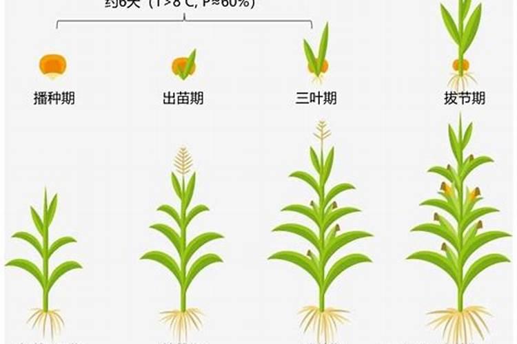 玉米在什么时期追钾肥
