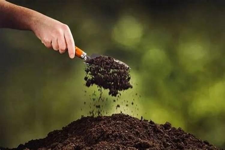 淫羊藿可以施猪粪吗