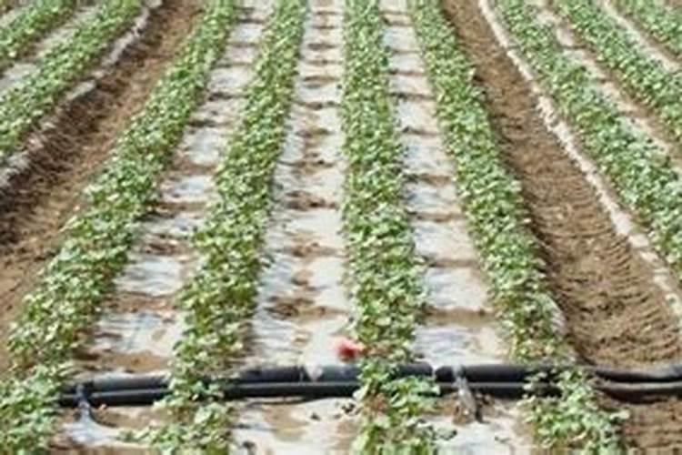 吡虫啉埋土里都杀什么虫子