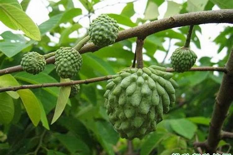 番荔枝施肥用什么肥？