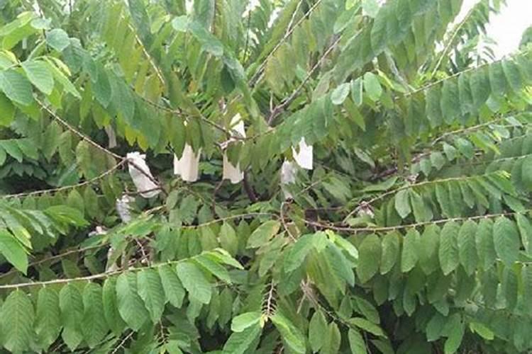 番荔枝施肥技术介绍