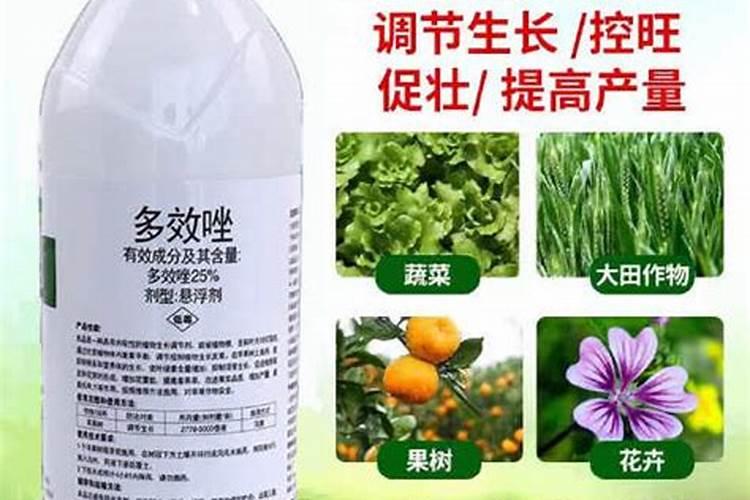 兰花使用多效唑的害处
