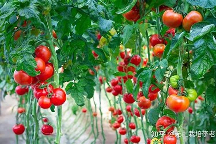 番茄喜肥吗 喜欢施什么肥料