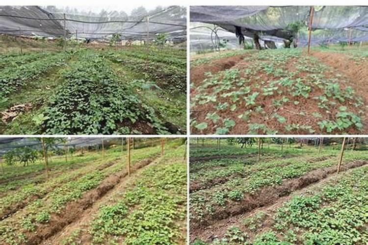重楼种植技术管理 重楼怎么种植比较好