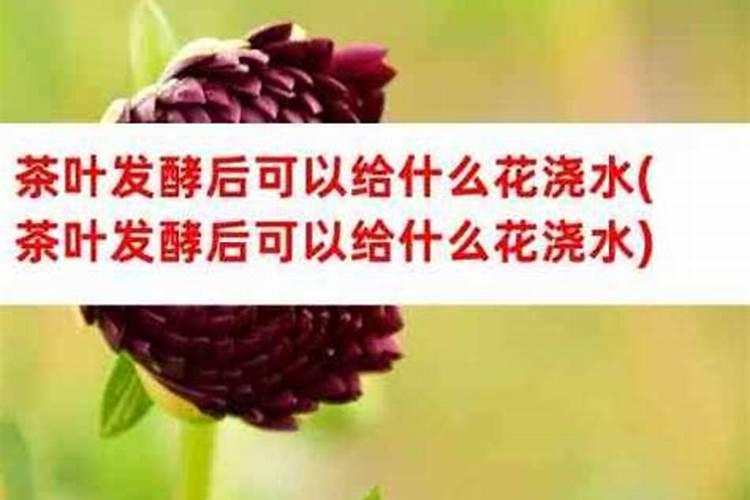 养鱼水能直接浇花吗 适合浇什么花