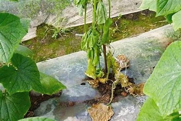 露娜润杀菌剂农药能治什么病