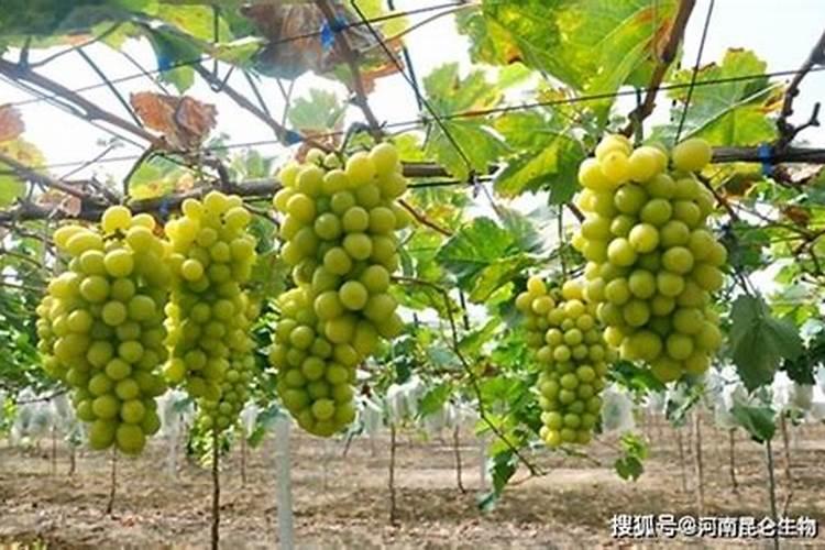 葡萄越夏如何施肥