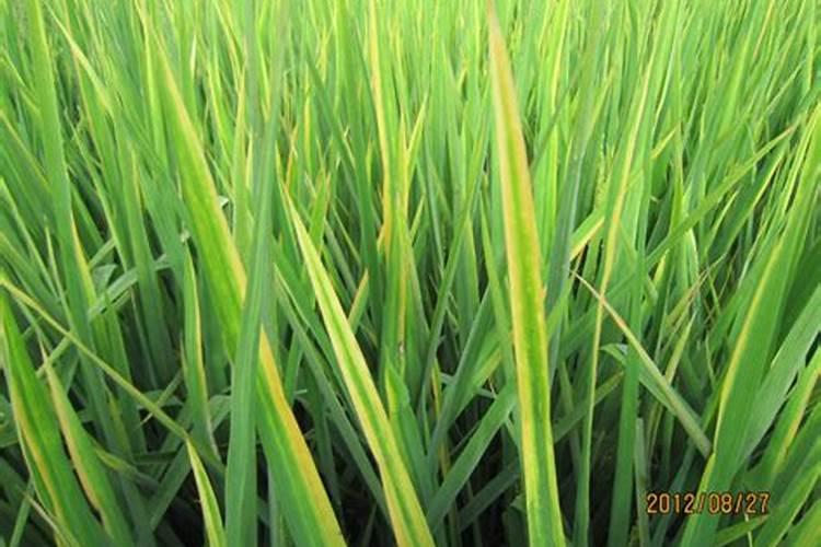 种植的水稻叶子发黄,这是哪里出现了问题？该怎么办呢？