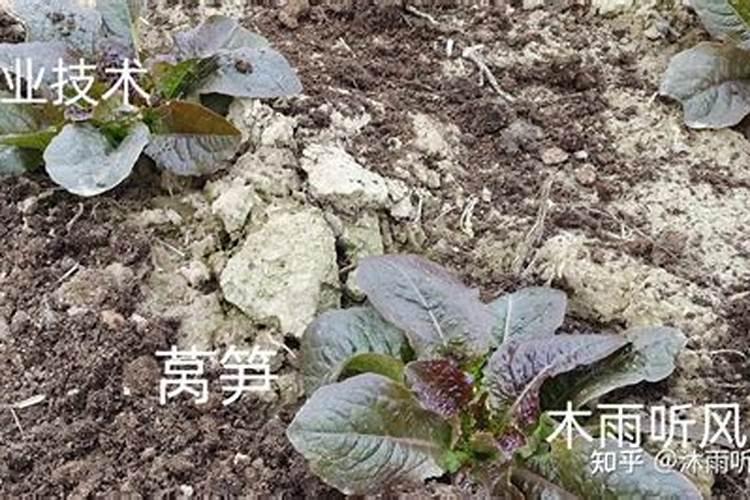 莴笋施什么肥长得粗壮