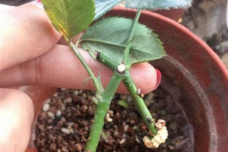 月季花施肥施什么肥料