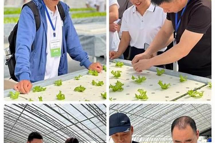 中华钙果和农大钙果的区别 中华钙果八号种植技术