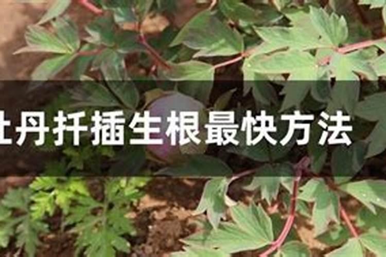 野牡丹的养殖方法是什么