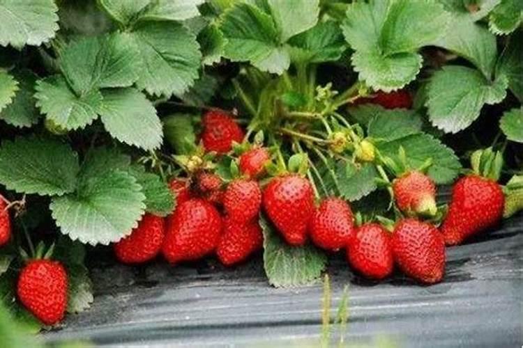 草莓碧护使用方法