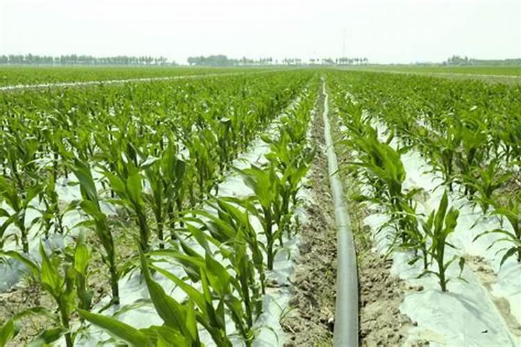 玉米施加钙肥的最佳时间 什么时候使用合适