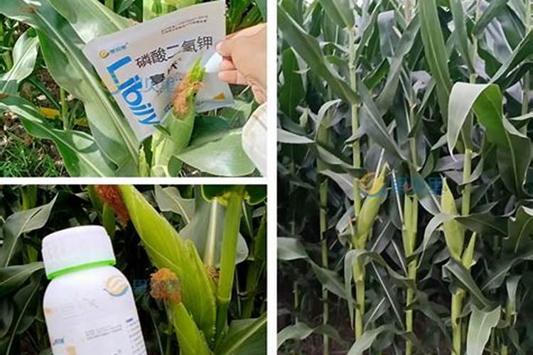 玉米常见的含磷的碱性普通肥料及水溶滴灌肥料有几种,最简介