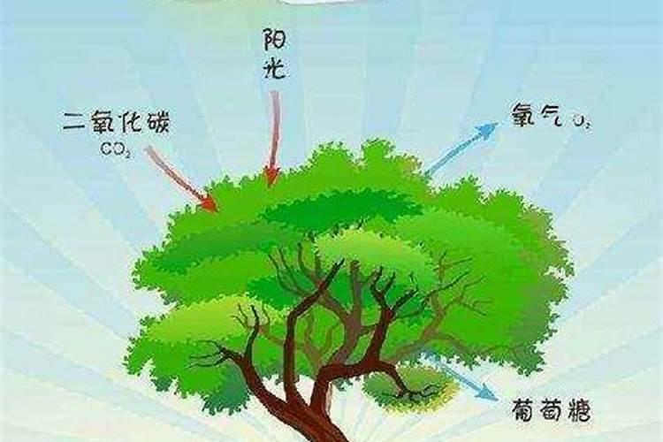 种植过豆科植物的土壤,一般可以不施或少施哪种肥料( )A.磷肥B.钾肥C...