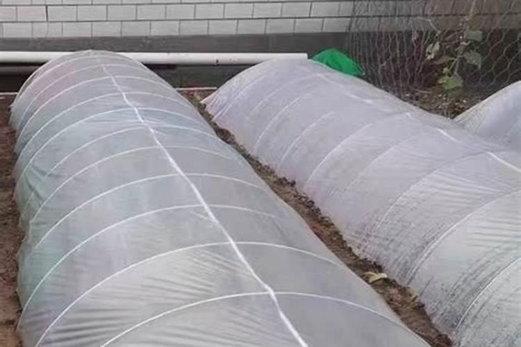 春白菜种植时间和方法