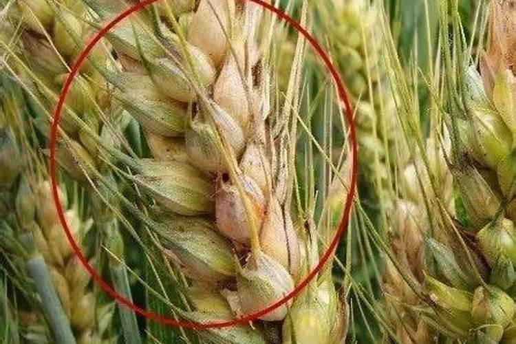 自配小麦拌种杀菌剂配方,什么时候打效果好