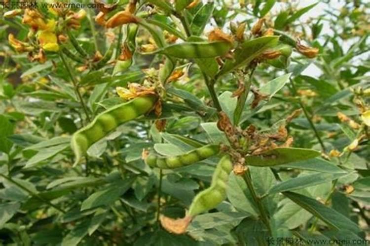 食用豆类作物的重要性体现在哪些方面？