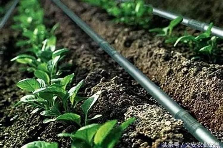 滴灌施用水溶肥时怎样才能起到最好的效果