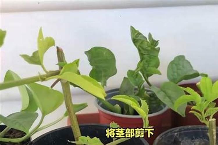百香果扦插多久生根