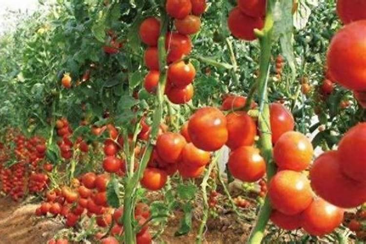 山药在彭大期口根腐烂了应该怎么施用肥料