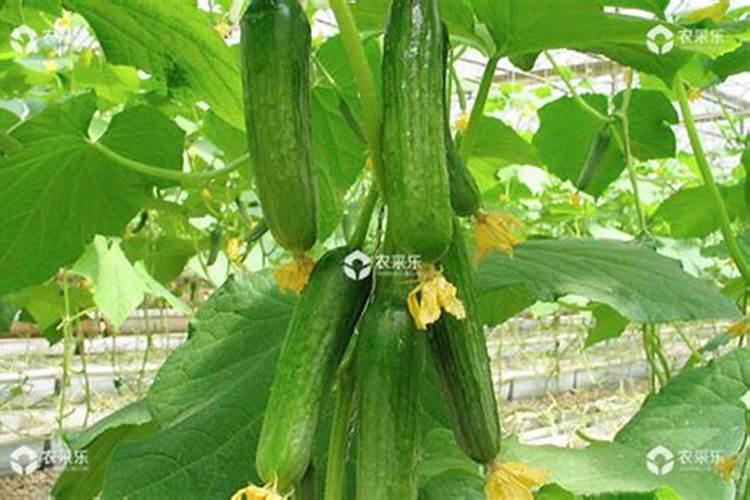 越冬黄瓜如何追肥通风
