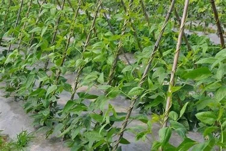 种豆角需要什么肥料