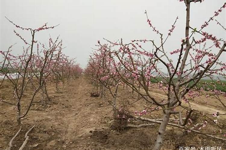 桃树花后施什么肥好