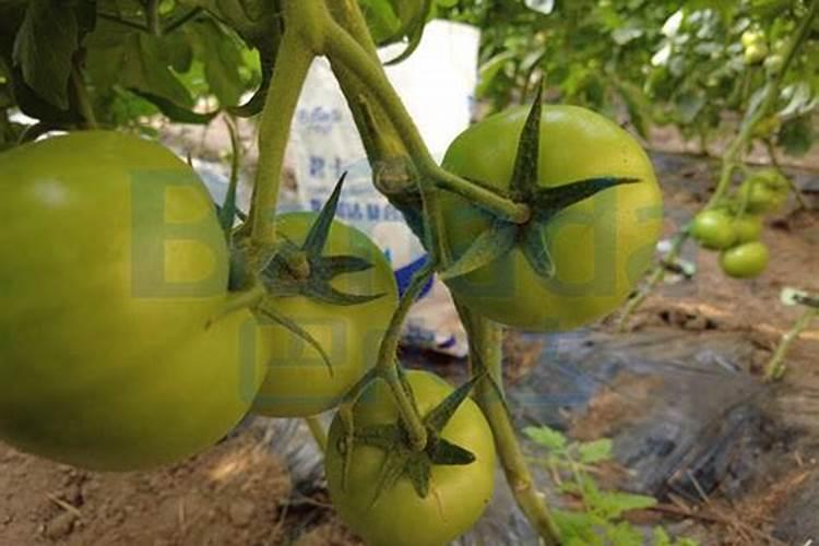 花盆放多少粒复合肥  复合肥的正确使用方法