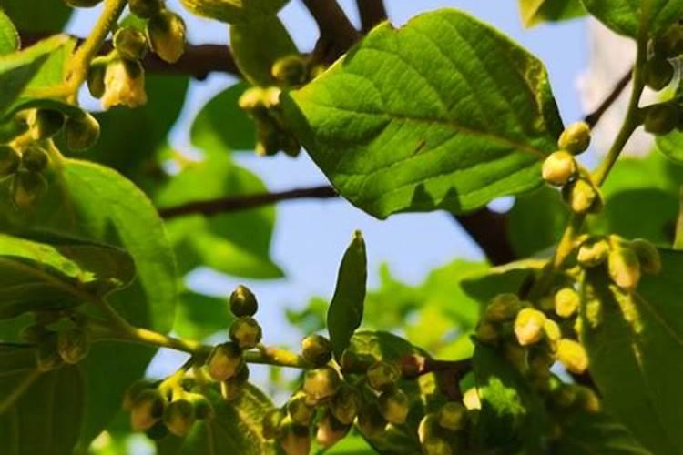 柿子树怎么施肥